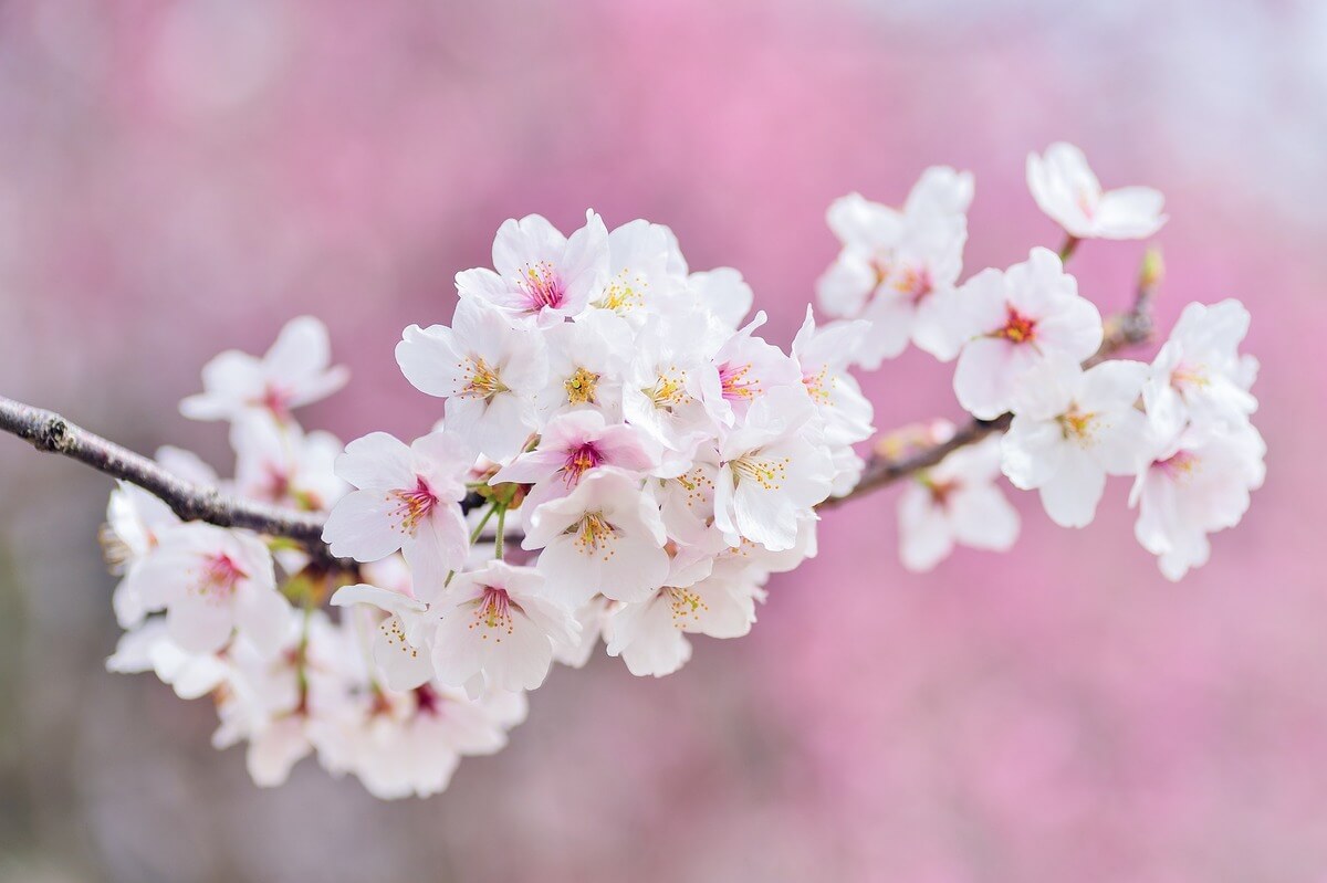 春」は英語でどう言う？春にまつわる英語表現を覚えよう！